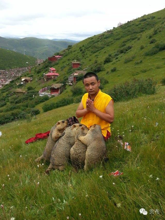 Тарвагануудын “ээж” болсон лам залуу