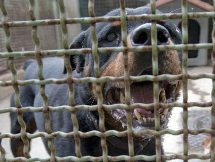 Дэлхийг дампууруулах нохой