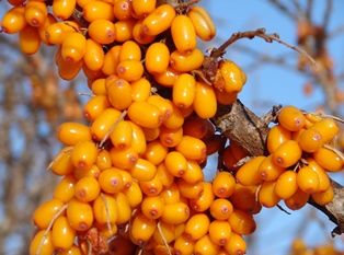 Чацаргана нь цорын ганц “байгалийн поливитаминт” ургамал