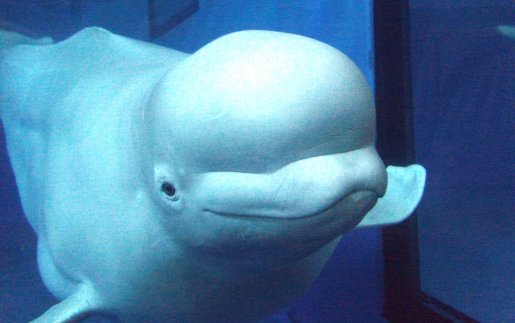 Ярьдаг халим 