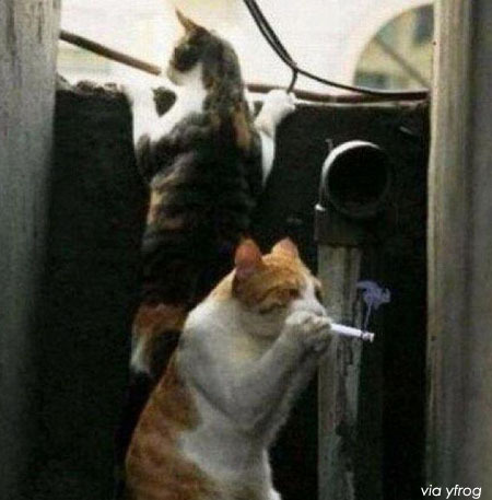 Өсвөр үеийн хоёр муур…