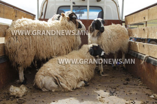 Наадмын хонь 250 мянга